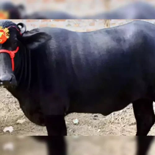 जाने मुर्रा भैंसों में रोगों के प्रकार